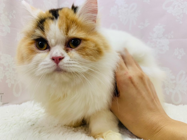 スコティッシュフォールド