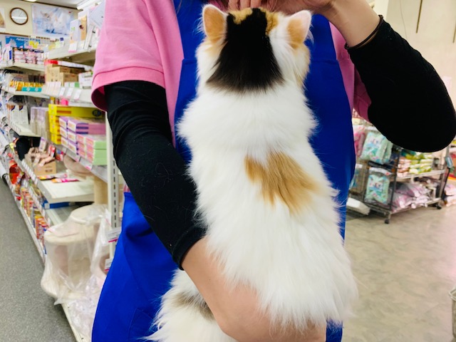 スコティッシュフォールド