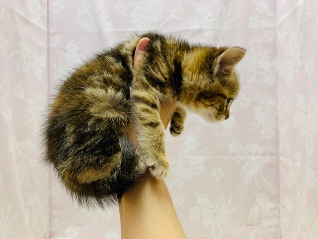 スコティッシュフォールド