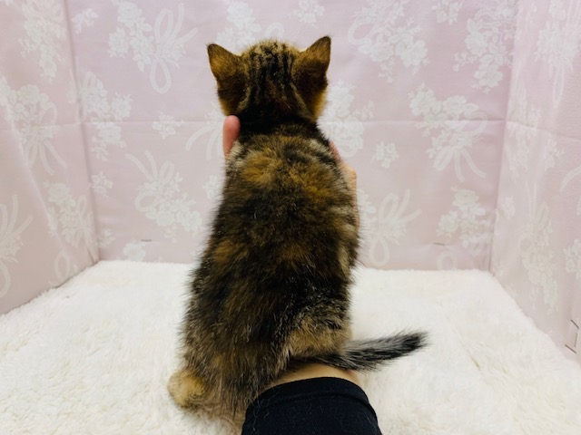 スコティッシュフォールド