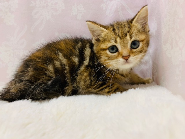 スコティッシュフォールド