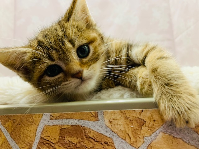 スコティッシュフォールド