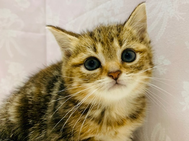 スコティッシュフォールド