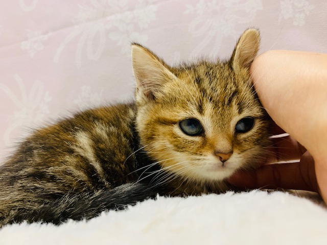 スコティッシュフォールド