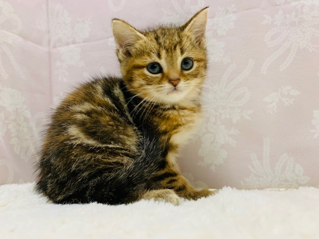 スコティッシュフォールド