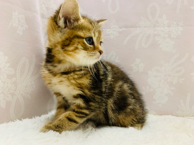 スコティッシュフォールド