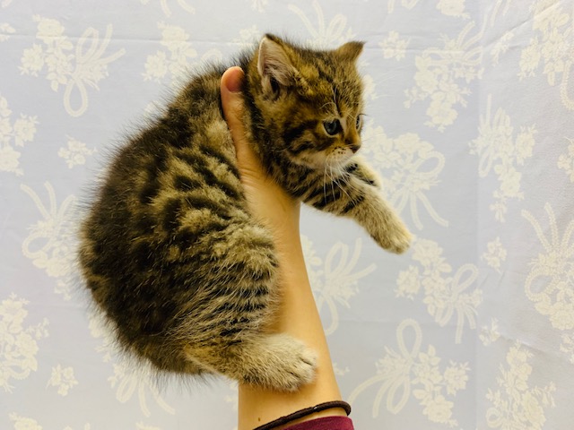 スコティッシュフォールド