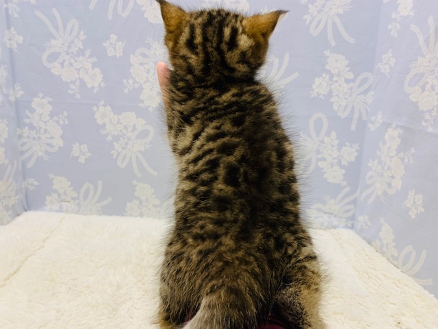 スコティッシュフォールド