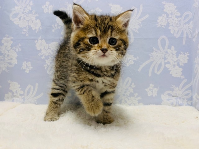 スコティッシュフォールド