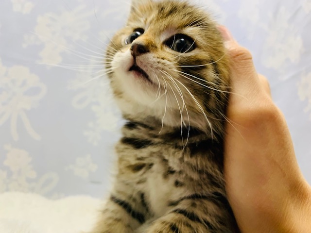 スコティッシュフォールド