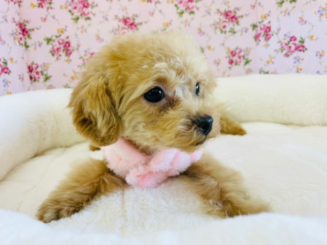 トイプードル