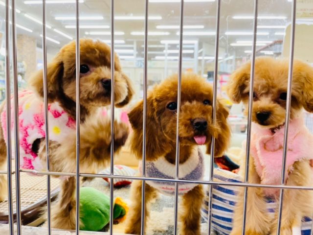 仕草が可愛い♪トイプードルちゃん♡ トイプードル