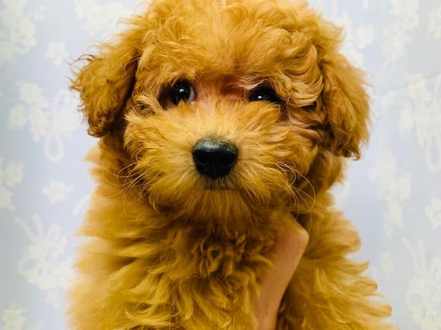 トイプードル