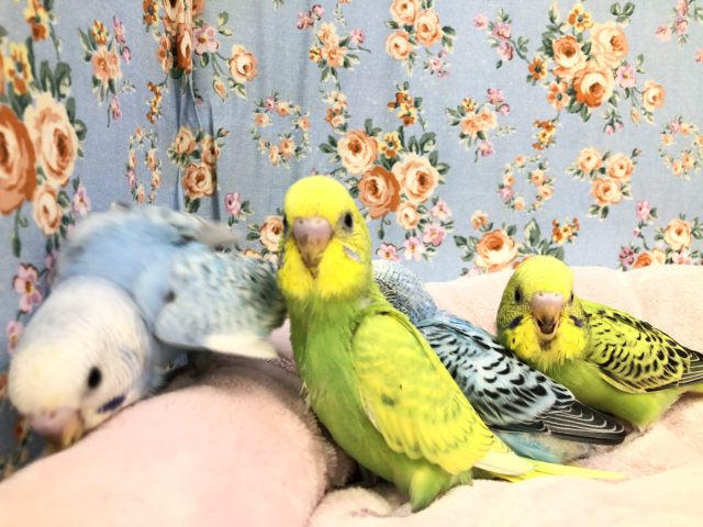 セキセイインコ