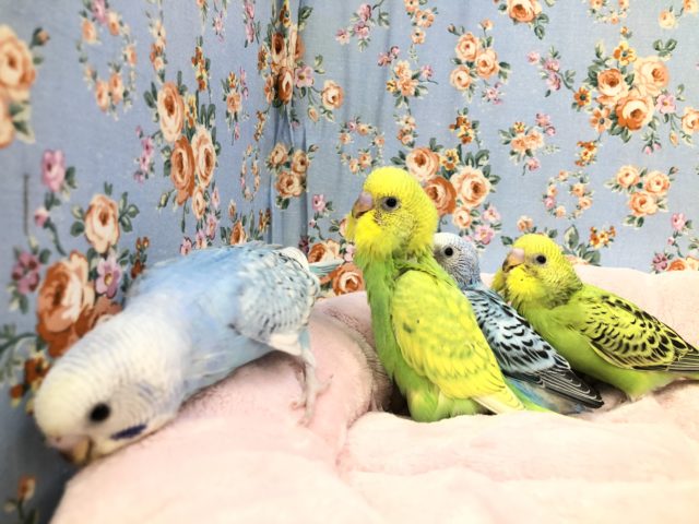 セキセイインコ