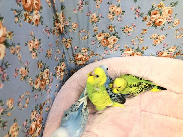 セキセイインコ