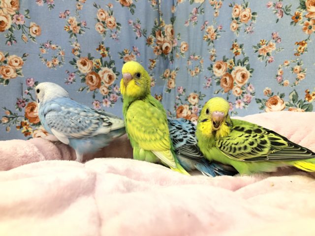セキセイインコ