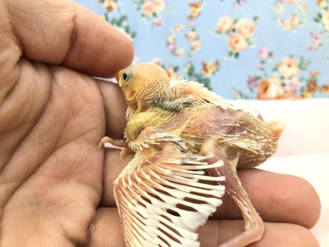 白文鳥も入舎しました! R3 12/8撮影 白文鳥