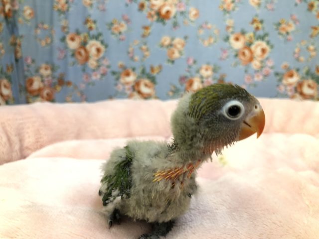キエリボタンインコ