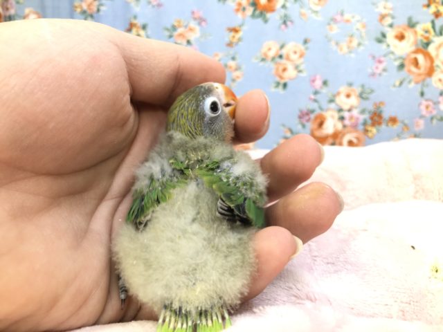 キエリボタンインコ