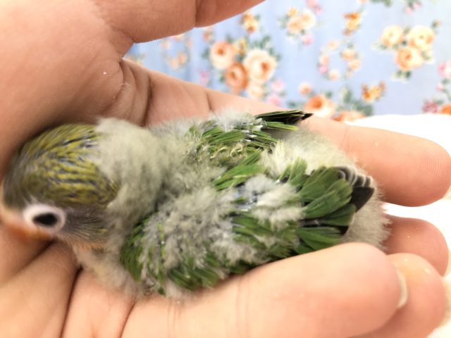 キエリボタンインコ