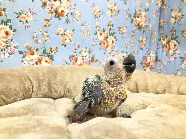 コガネメキシコインコ