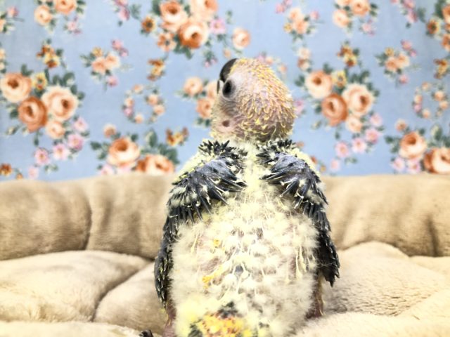 コガネメキシコインコ