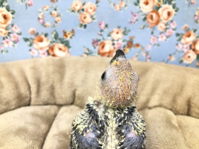 コガネメキシコインコ