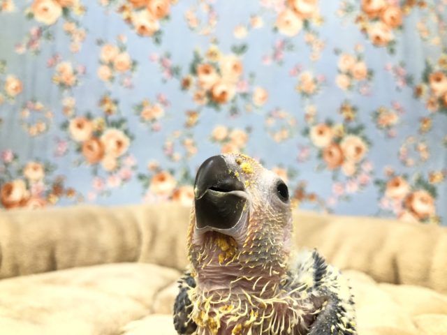 コガネメキシコインコ