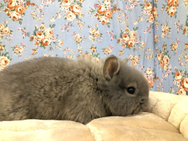 ライオンラビット