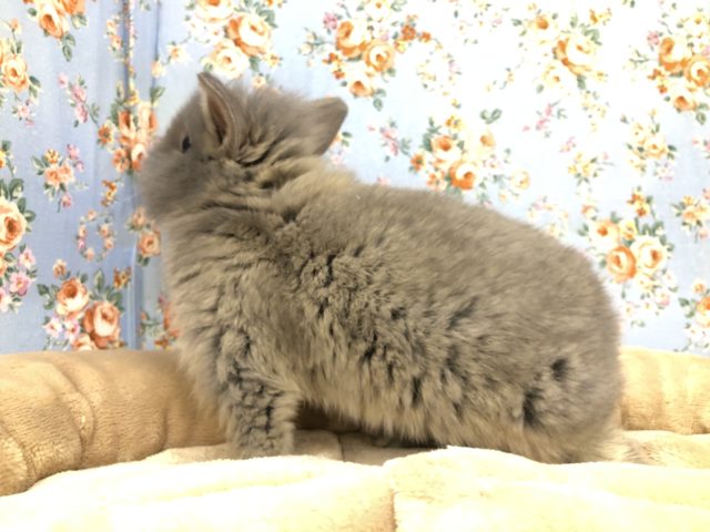 ライオンラビット