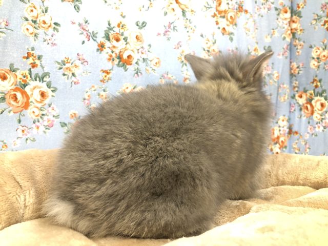 ライオンラビット