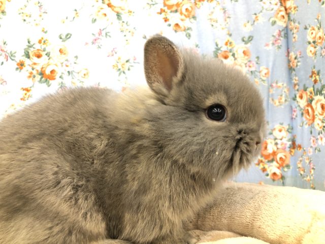 ライオンラビット