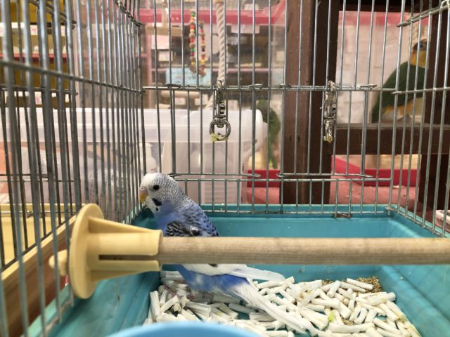 セキセイインコ