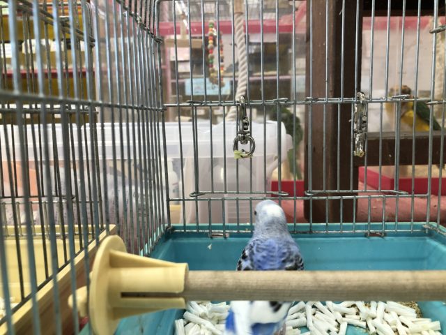 今週のセキセイ情報 10/20撮影 セキセイインコ