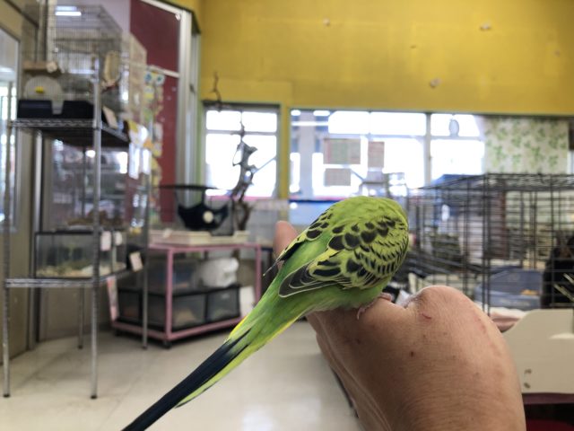 セキセイインコ