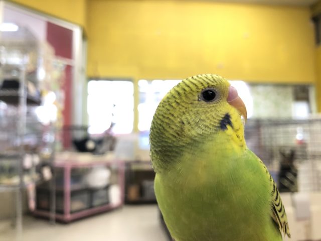 セキセイインコ