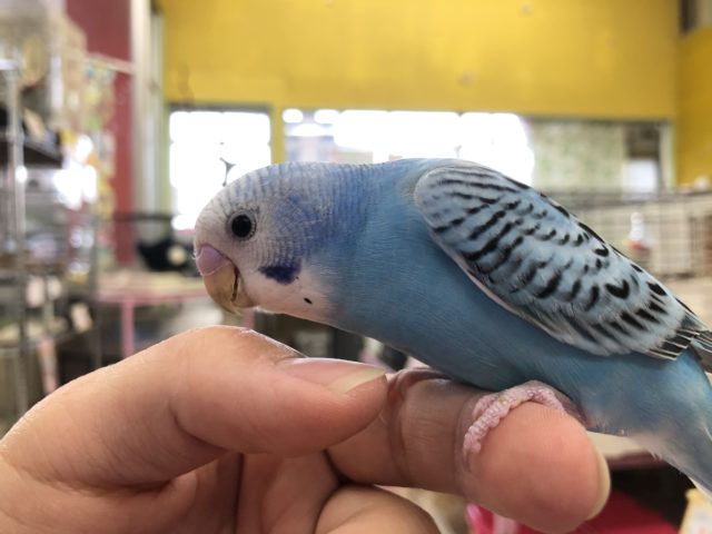 セキセイインコ