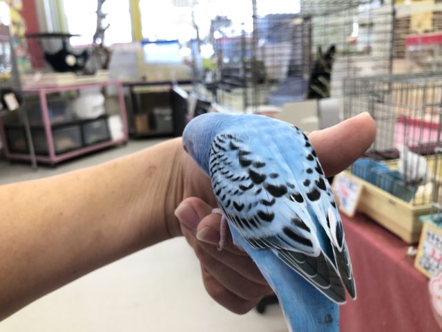 セキセイインコ