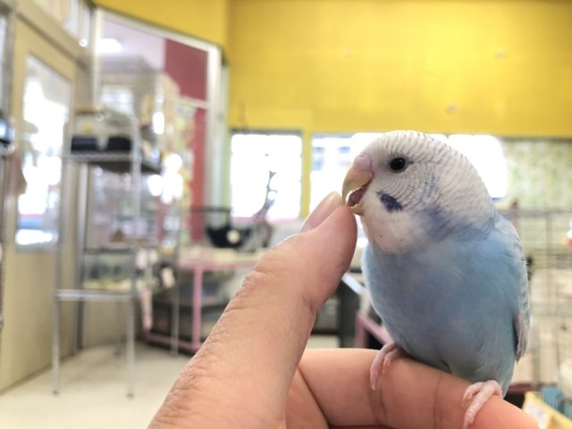 セキセイインコ