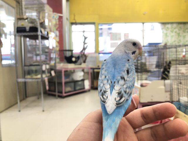 セキセイインコ