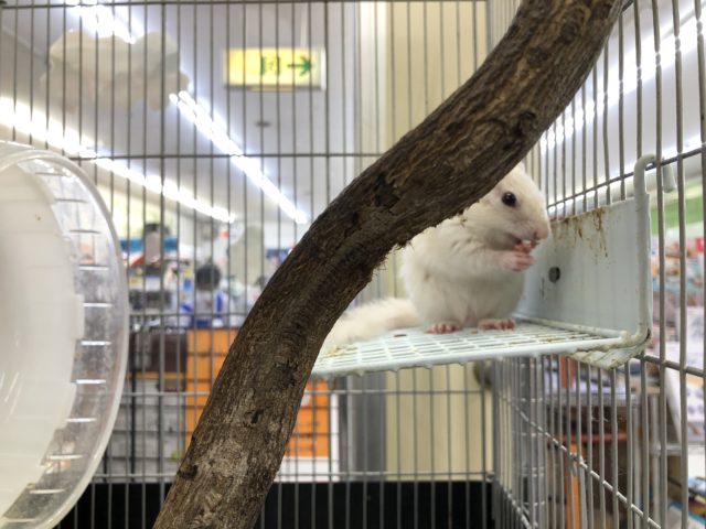 ホワイトシマリス