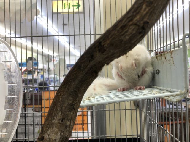 ホワイトシマリス