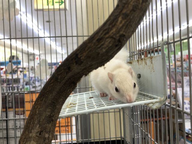 ホワイトシマリス