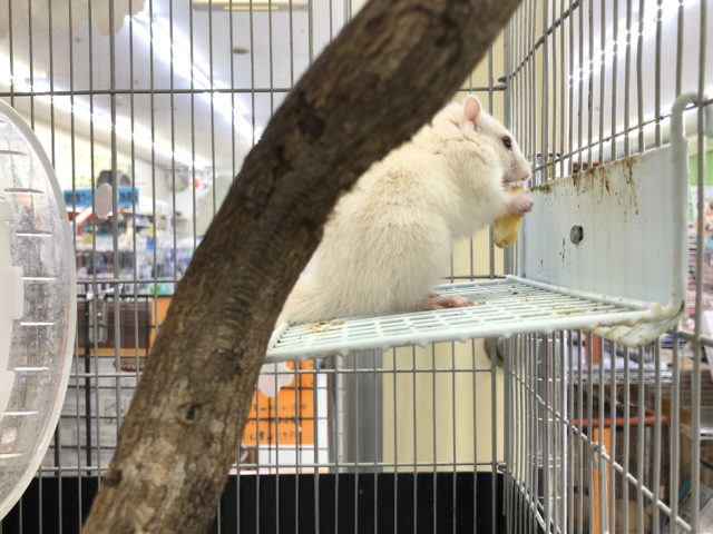 白もきましたーー 7/1撮影 ホワイトシマリス