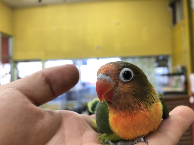 キエリボタンインコ