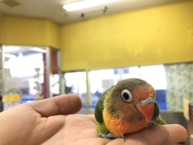 キエリボタンインコ