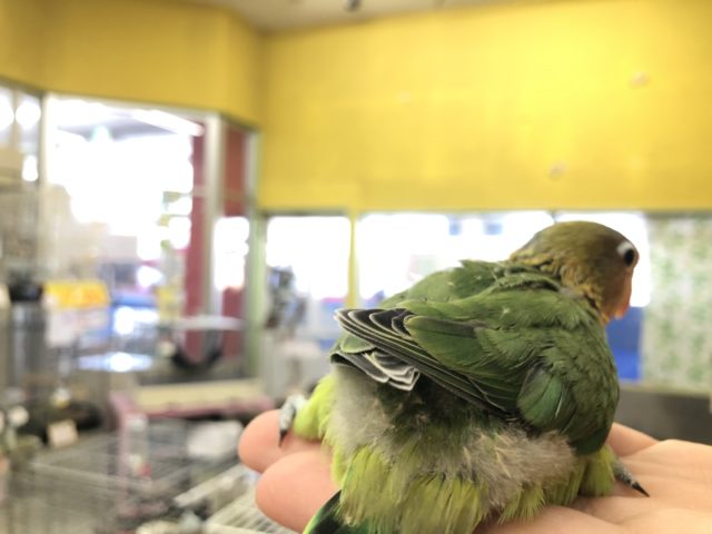 キエリボタンインコ