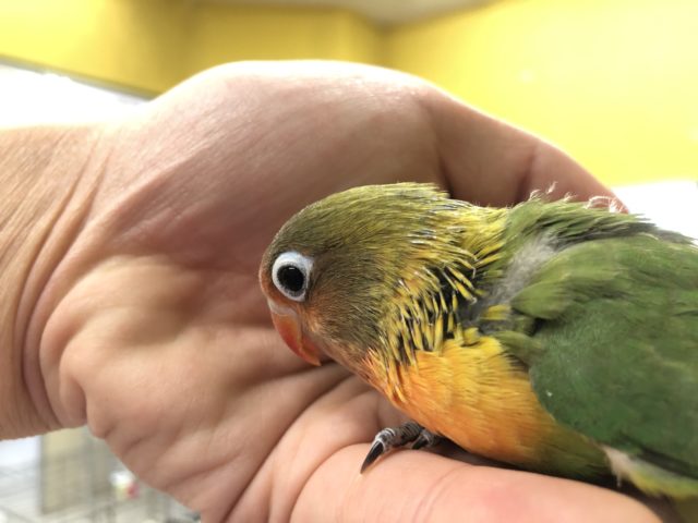 キエリボタンインコ