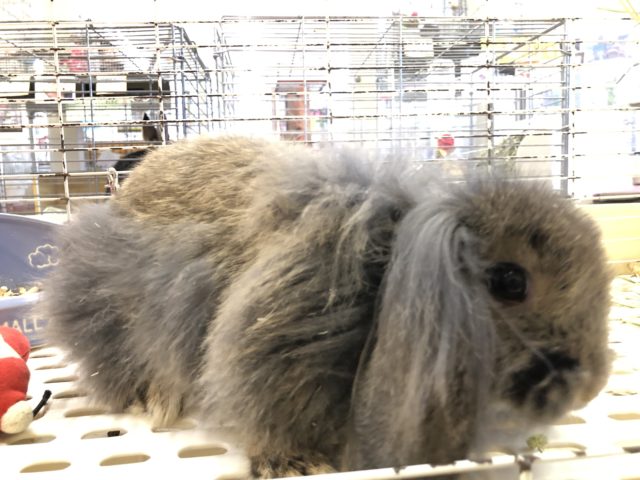 ロップイヤーラビット